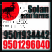 Emu farm in JODHPUR,  Solan Emu Farms 9501934442   RERE775