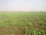 AGRICULTURAL LAND SALE IN BEST PRICE 