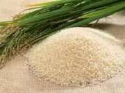Organic Basmati Rice 