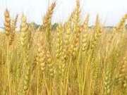 Organic Wheat Seeds 