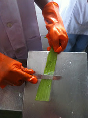 Aloe Vera and Medicinal Plant’s Cultivation Training Program at Pink C
