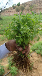 Stevia  Plant Training,  Jaipur