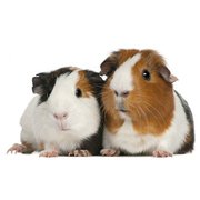 Buy Healthy Guinea Pigs for Sale in Jaipur at Affordable Price